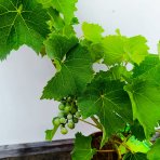 Vinič hroznorodý (Vitis vinifera) ‘SOUVIGNIER GRIS’– výška 70-90 cm, kont. C3L